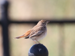 Cercotrichas galactotes