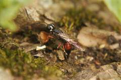 Xiphydria prolongata