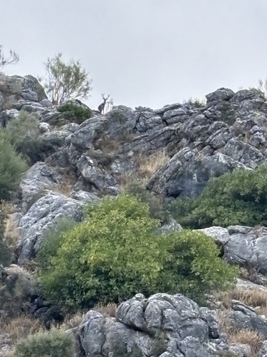 Avistamiento Ciervo Rojo