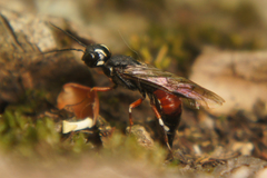 Xiphydria prolongata