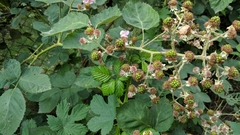Rubus fruticosus