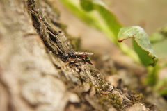 Xiphydria prolongata