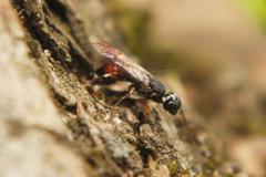 Xiphydria prolongata