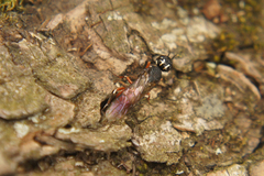Xiphydria prolongata