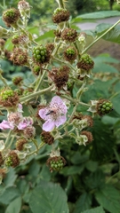 Rubus fruticosus