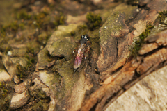 Xiphydria prolongata