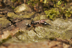 Xiphydria prolongata