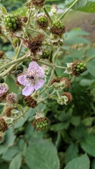 Rubus fruticosus