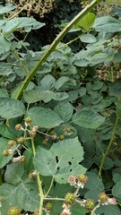 Rubus fruticosus