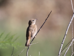 Cercotrichas galactotes