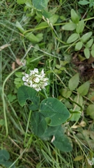 Trifolium repens