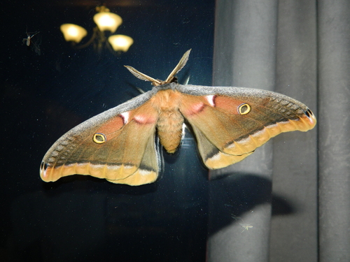 Photo of Polyphemus Moth (Antheraea polyphemus)