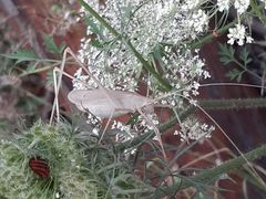 Acrometopa servillea