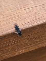 Cerotainia