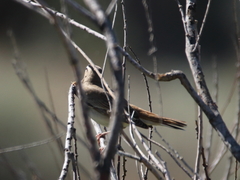 Cercotrichas galactotes