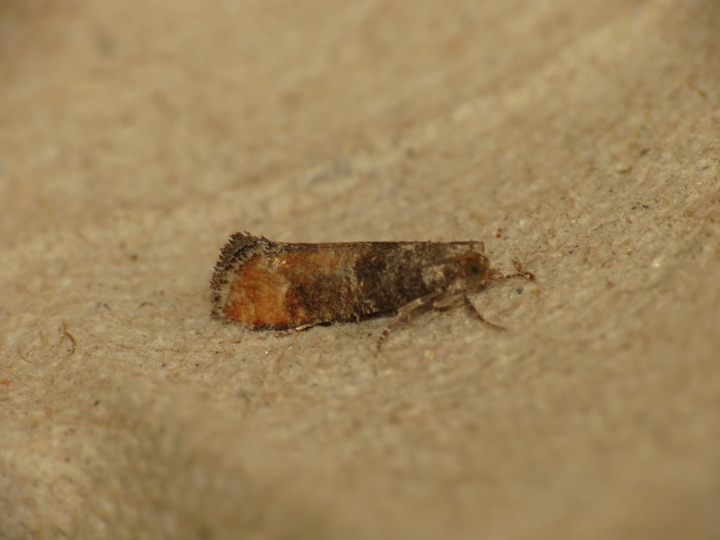 Pine Leaf-mining Moth