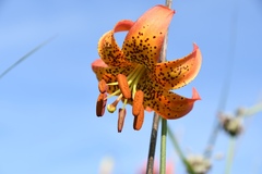 Lilium michiganense
