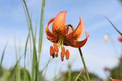Lilium michiganense