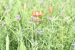 Lilium michiganense