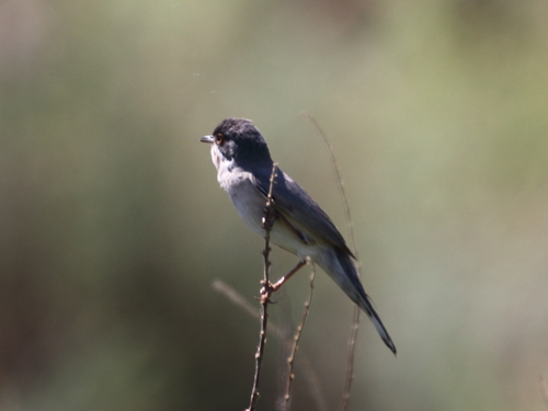 Menetries's Warbler (Curruca mystacea), photo 5