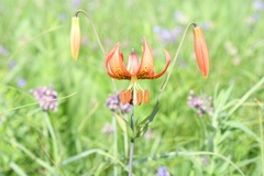 Lilium michiganense