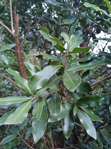 Warburgia salutaris, photograph 3