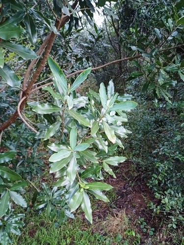 Warburgia salutaris, photograph 2
