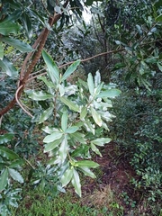 Warburgia salutaris, photograph (c) Margaret Burger, some rights reserved (CC BY-SA)