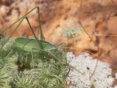 Acrometopa servillea