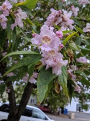 × chitalpa tashkentensis