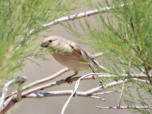 Camachuelo desertícola (Rhodospiza obsoleta)
