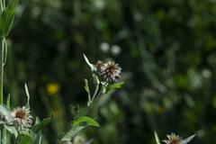 Centaurea phrygia indurata