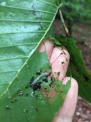 Psilocorsis cryptolechiella