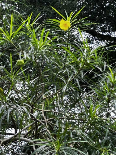 Be-still tree
