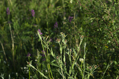 Centaurea phrygia indurata
