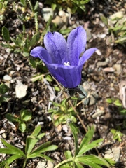 Campanula lasiocarpa