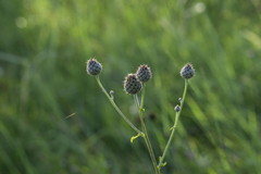 Centaurea scabiosa apiculata