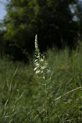 Ornithogalum pyramidale