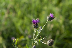 Centaurea scabiosa apiculata