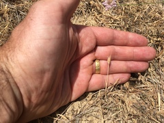 Brachypodium distachyon