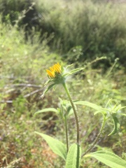 Helianthus exilis
