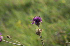 Centaurea scabiosa apiculata