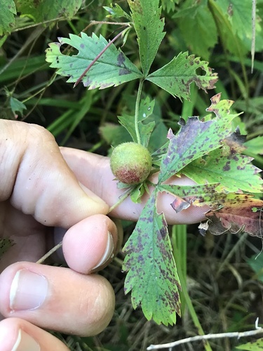 Cinquefoil bud gall wasp photo 2