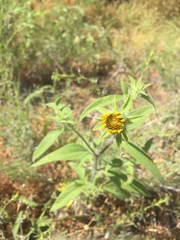 Helianthus exilis