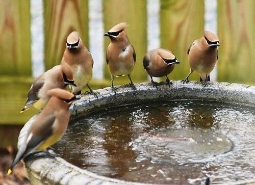 Cedar Waxwing photographed in Maryland