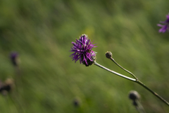 Centaurea scabiosa apiculata