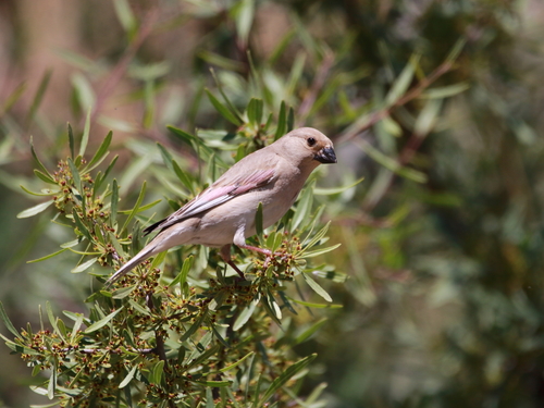 Camachuelo desertícola (Rhodospiza obsoleta)