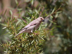Rhodospiza obsoleta