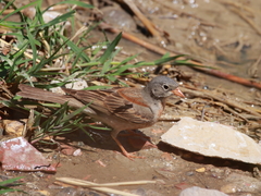 Emberiza buchanani