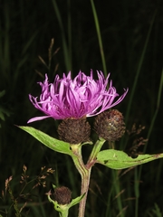 Centaurea × livonica